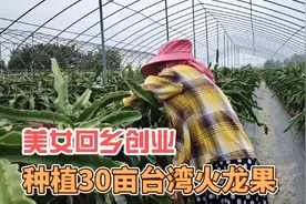 美女放弃广州服装生意，回村投资150万种植火龙果，三年就回本了视频封面