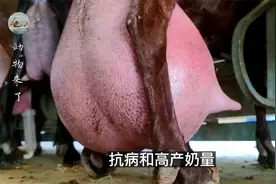世界山羊产奶王，经过杂交育种的山羊，可年产1千升羊奶，赚死了视频封面