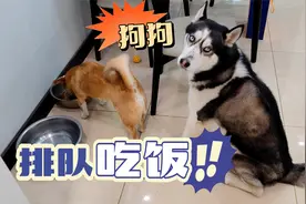 狗狗排队吃饭队伍秩序井然，不料轮到最后的狗时只剩下留一粒狗粮