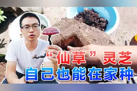 10块钱在家种一盆“仙草”灵芝，爱花人士不能错过！视频封面