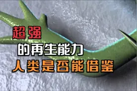 四肢切断还能快速长出的动物，超强再生能力，人类是否可以借鉴？视频封面