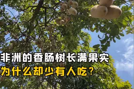 非洲人那么缺食物，为什么香肠树结出的大量果实，却少有人吃呢？视频封面