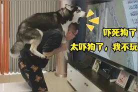 来看看狗子们坐过山车是一种什么样的体验！视频封面