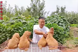 狗狗感染细小病毒怎么办？小伙根据经验心得，分享预防和治疗方法视频封面