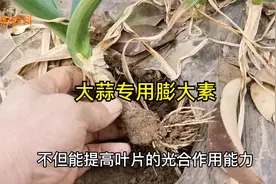 大蒜专用膨大素，春季喷施3～4遍，每亩可增产50%以上视频封面