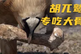 专吃大骨头不吃肉的胡兀鹫，胃酸是人类的100倍，超强消化能力视频封面