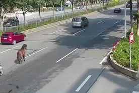 小马逃跑马路上撒欢 警方出动控制马匹避免伤人视频封面