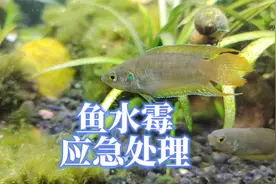 手头没有鱼药，观赏鱼水霉了怎么办？做菜用的食盐和小苏打用起来视频封面