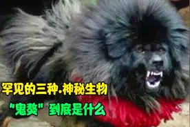 罕见的三种神秘生物，“鬼獒”到底是什么？视频封面