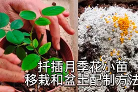 扦插的月季花小苗怎样移栽？盆土怎样配制？整个过程送给你视频封面
