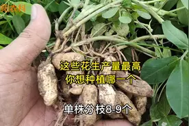 这些花生品种产量高品质好，最高亩产1600斤，你想种植哪一个视频封面