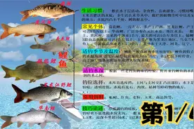 盘点我国常见淡水鱼，视频加图片的形式让你不再傻傻分不清楚。视频封面