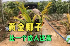 山农琼肴：比成人还高的黄金椰子种苗，品质优良4-5年开花结果视频封面