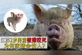江苏2岁男童被猪咬死，猪肚子里找到部分遗骸，为何家猪会吃人？视频封面