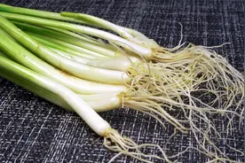 会吃的人从来不扔葱根，今天才知道，作用这么厉害，看完长见识了