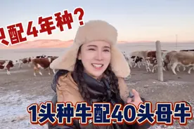 草原种公牛1头伺候40头母牛，一生只配4年种，如何避免近亲结婚？视频封面