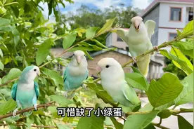 会说话的牡丹鹦鹉很少吧，老三一直说你是谁，太逗了视频封面