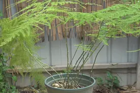 文竹徒长，形状难看，2个动作轻易解决，不徒长，叶油绿视频封面