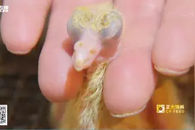 娇嫩7天乳鸽眼都睁不开，人用两指头喂食很危险，不小心掐死咋办