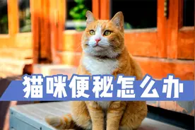 猫咪便秘怎么办？有效办法，铲屎官记得收藏好视频封面