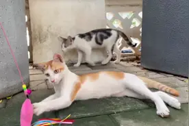 流浪小猫第一次玩玩具，手法怯生玩得不亦乐乎，瞬间忘却流浪之苦视频封面