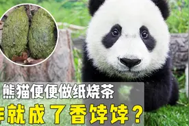 国宝熊猫才是“真仙女”！便便非但不臭反倒清香，看后想当铲屎官视频封面