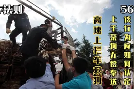 高速上拦车救狗，900条狗无偿奉送，爱狗人士的行为应该如何认定视频封面