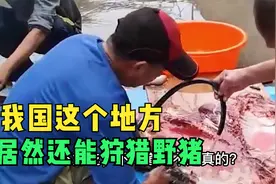 我国这个地方还能合法狩猎野猪，没错，就是宝岛的高山族视频封面