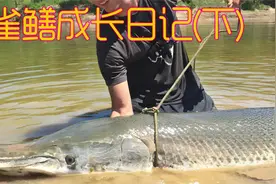 鳄雀鳝成长记 从幼仔到巨鱼 惊人的猛鱼成长史视频封面