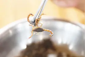 划重点！蝎子这个部位千万不能吃，否则1000000也救不回！