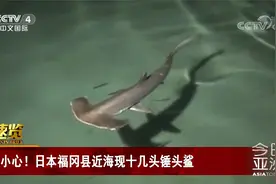 小心！日本福冈县近海现十几头锤头鲨视频封面