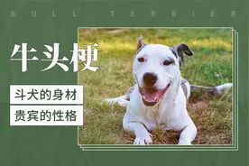 牛头㹴——斗犬的身材，贵宾的性格
