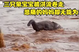 三个象宝宝被洪流卷走，悲痛的妈妈却无能为力视频封面