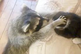 别让浣熊撸到猫，否则一撸就是一辈子，镜头记录全过程视频封面