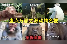 【万恶之源】盘点网络上的动物名梗，原来土拨鼠叫声是这样的！视频封面