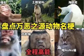 【万恶之源】盘点网络上的动物名梗，原来土拨鼠叫声是这样的！视频封面