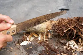 发财树烂根不用着急扔，用这个方法去处理，还能起死回生视频封面