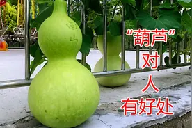 农村“葫芦”用途了不得，原来有这么多好处，现在知道还不晚