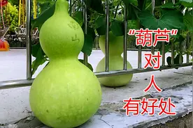 农村“葫芦”用途了不得，原来有这么多好处，现在知道还不晚