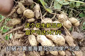 亩产超过1400斤，这个花生新品种抗病又高产，适合在哪里种植视频封面