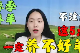 春天养羊应该注意什么？这5点缺一不可！视频封面