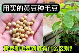 阳台种毛豆，不用再买种子了，超市里的黄豆直接种，好玩又省钱视频封面