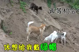 中华田园犬沙堆玩耍欢乐无比，阿黄却时刻堤防螃蟹，生怕被绿！视频封面