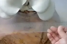 活久见！一周没去办公室 茶台竟长出28厘米大蘑菇视频封面