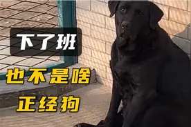 警犬：上班时很帅，下了班也不是啥正经狗