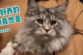 最好养的狗竟然是……视频封面