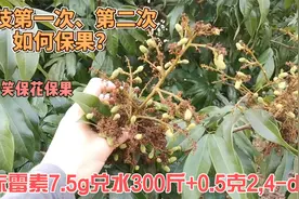 荔枝妃子笑保果那些事：打赤霉素7.5克+0.5克2,4-d，兑水300斤视频封面