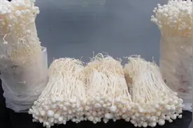 金针菇的根别再扔了，教你个方法，几天长出新金针菇，早知早受益