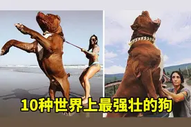 10种世界上最强壮的狗，藏獒未在其中，看看你敢养哪一种？