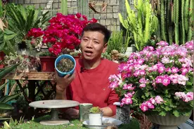 蟹爪兰扦插如此简单，掌握1点，恢复快，生根快，秋季就能开爆盆视频封面